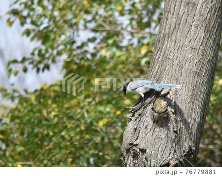 オナガ　野鳥　背景素材 76779881