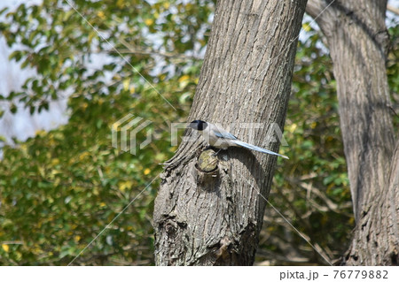オナガ 野鳥 背景素材 オナガ 野鳥 背景素材 76779882