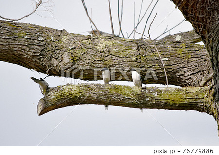 オナガ 野鳥 背景素材 オナガ 野鳥 背景素材 76779886