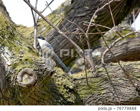 オナガ 野鳥 背景素材 オナガ 野鳥 背景素材 76779888