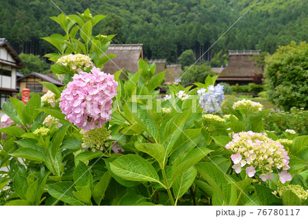 ≪京都　美山町　夏のかやぶきの里≫　京都府南丹市　 76780117