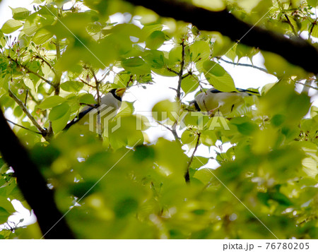 イカル 野鳥 バードウオッチング イカル 野鳥 バードウオッチング 76780205