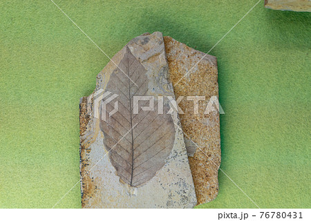 木の葉の化石 木の葉の化石 76780431