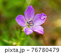 咲いているハクサンフウロのピンクの花 76780479