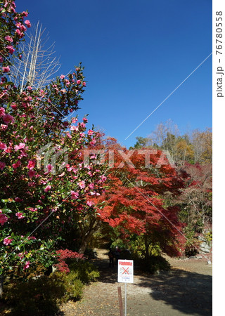 碧い空と紅葉_曽木公園 76780558