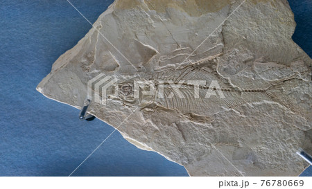 古代の魚の化石の写真素材