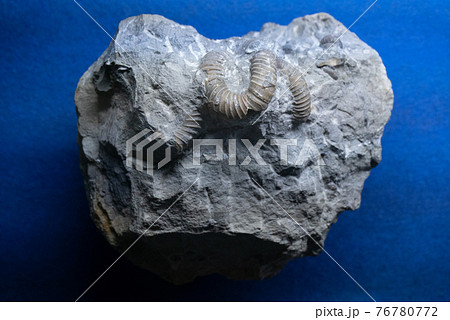 アンモナイトの化石 76780772
