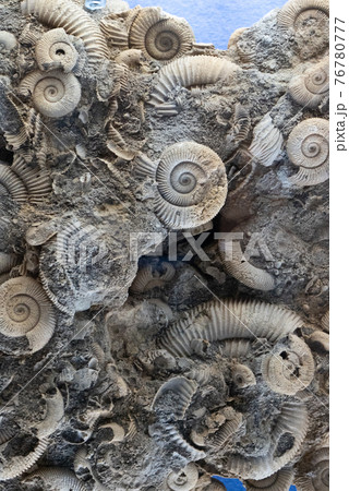 アンモナイトの化石 アンモナイトの化石 76780777