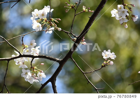 桜 枝 桜 枝 76780849