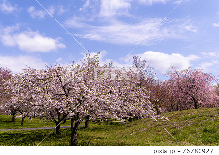 富士山さくらの園　八重桜 76780927