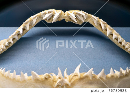 サメの剥製 76780928