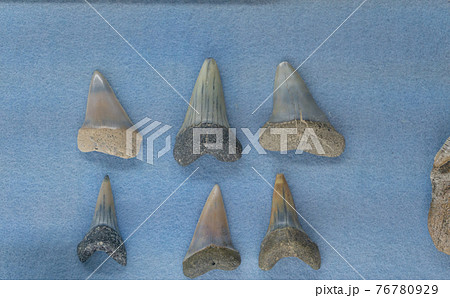 サメの剥製 76780929