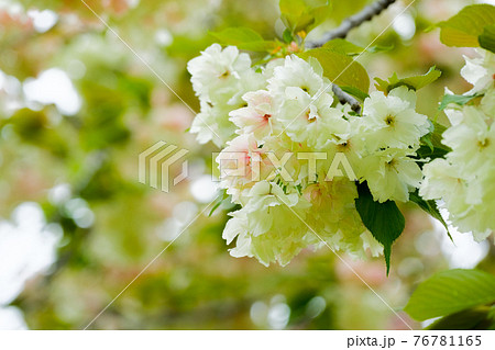 4月中旬 花 ウコンザクラ 鬱金桜 白とピンク色の花の写真素材
