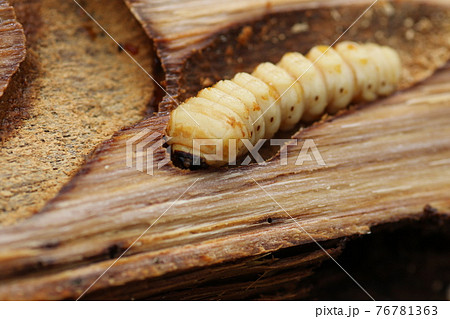木の中に潜む、カミキリムシの幼虫 76781363