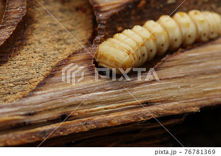 木の中に潜む、カミキリムシの幼虫 木の中に潜む、カミキリムシの幼虫 76781369