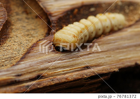 木の中に潜む、カミキリムシの幼虫 76781372