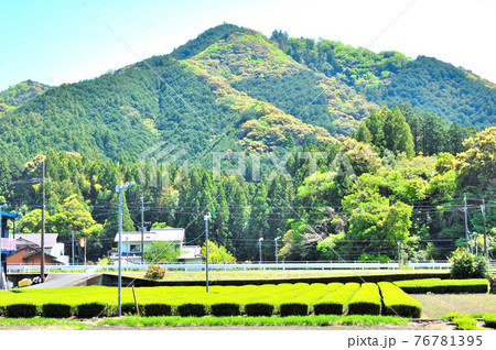 山笑う静岡市水見色の里山 76781395