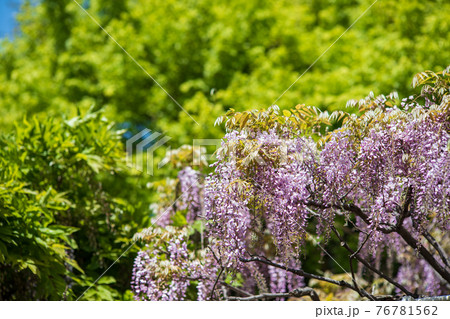 新緑の木々と満開の藤の花 4月 新緑の木々と満開の藤の花 4月 76781562