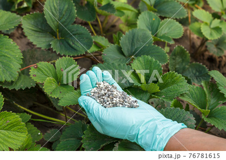Farmer hands in rubber gloves giving chemical fertilizer to young strawberry bushes. Farmer hands in rubber gloves giving chemical fertilizer to young strawberry bushes. 76781615