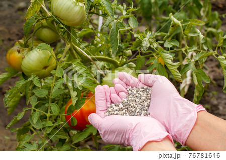 Farmer hands in rubber gloves giving chemical fertilizer to tomato bushes. Farmer hands in rubber gloves giving chemical fertilizer to tomato bushes. 76781646