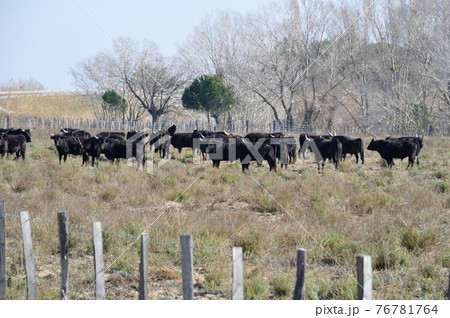 bulls in Camargue 76781764