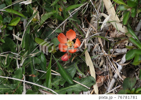 里山に咲く、ボケの花 76781781