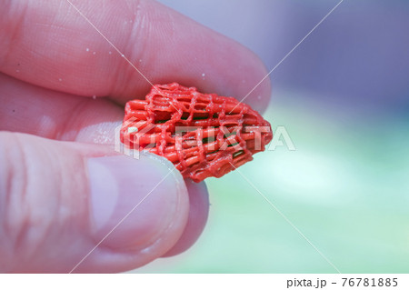 Fragment of oceanic coral in fingers 76781885
