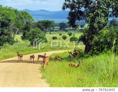 Graceful impala in grass on sunny day 76781945