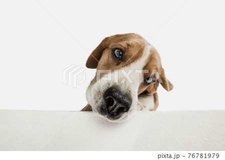 Small funny dog Beagle posing isolated over white studio background. 76781979