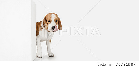 Small funny dog Beagle posing isolated over white studio background. 76781987