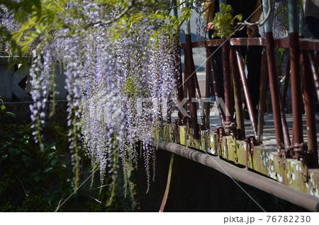 西寒田神社の藤 76782230