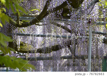 西寒田神社の藤 76782663