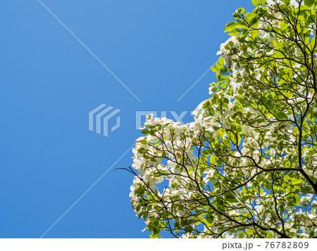 さわやかな青空とハナミズキの花　4月 76782809