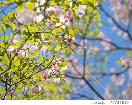 さわやかな青空とハナミズキの花　4月 76782810