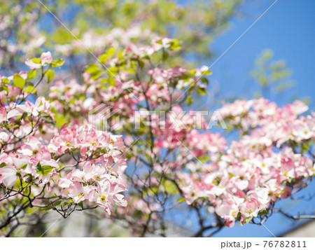 さわやかな青空とハナミズキの花　4月 76782811