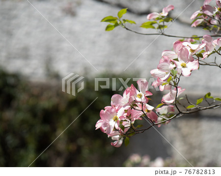 満開のハナミズキの花 76782813
