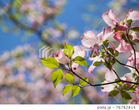 さわやかな青空とハナミズキの花　4月 76782814