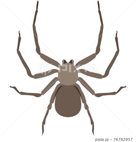 Vector spider sicarius hahni african species illustration 76782957
