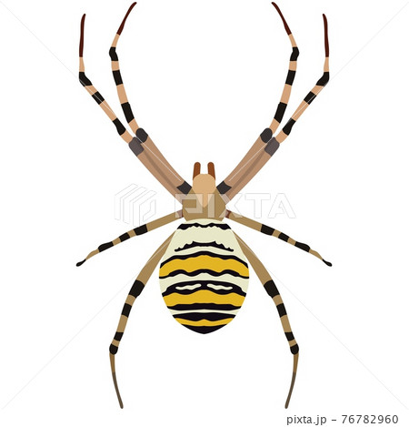 Vector spider argiope bruennichi illustration isolated on white 76782960