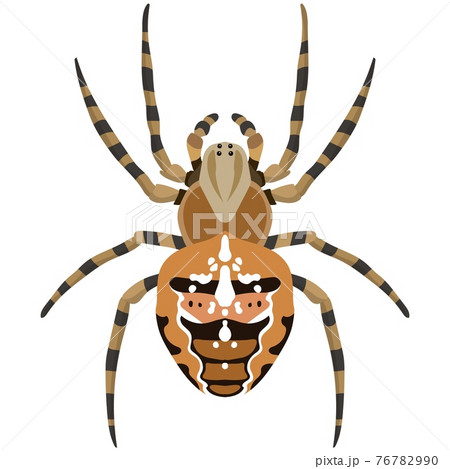 Vector spider araneus diadematus illustration isolated on white Vector spider araneus diadematus illustration isolated on white 76782990