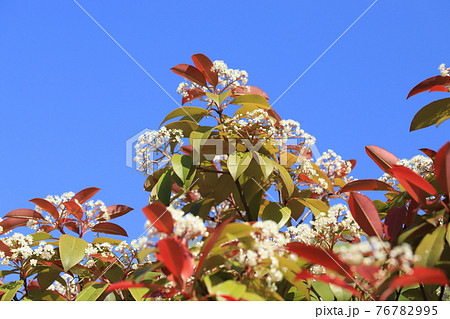 ベニカナメモチ 若葉と花　　　　　 76782995