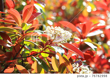 ベニカナメモチ 若葉と花　　　　　 76782998