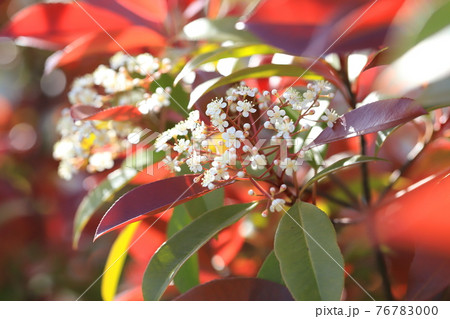 ベニカナメモチ 若葉と花 ベニカナメモチ 若葉と花 76783000