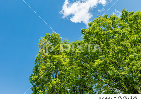 青空と風に揺れる新緑の木々　4月 76783108