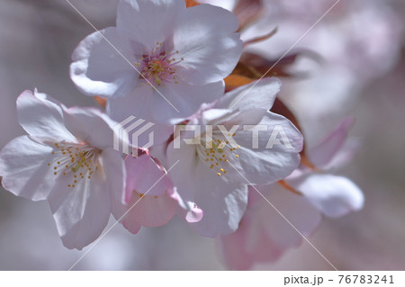 春爛漫満開 春爛漫満開 76783241