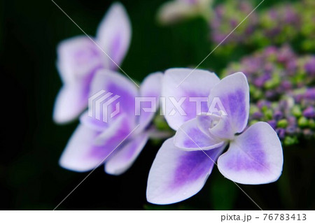 紫陽花 紫陽花 76783413