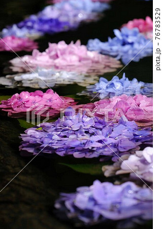 紫陽花 76783529