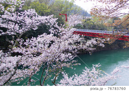 川岸に咲く桜 76783760