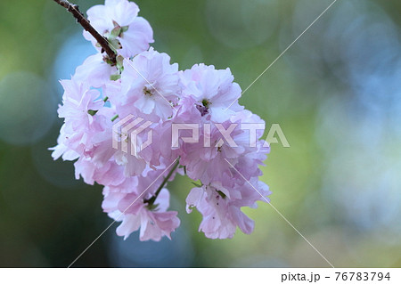 春爛漫満開 春爛漫満開 76783794