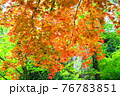春に紅葉する紅葉 76783851